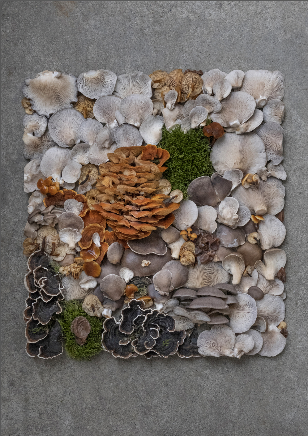 Fineart Print "Winter Mushrooms"