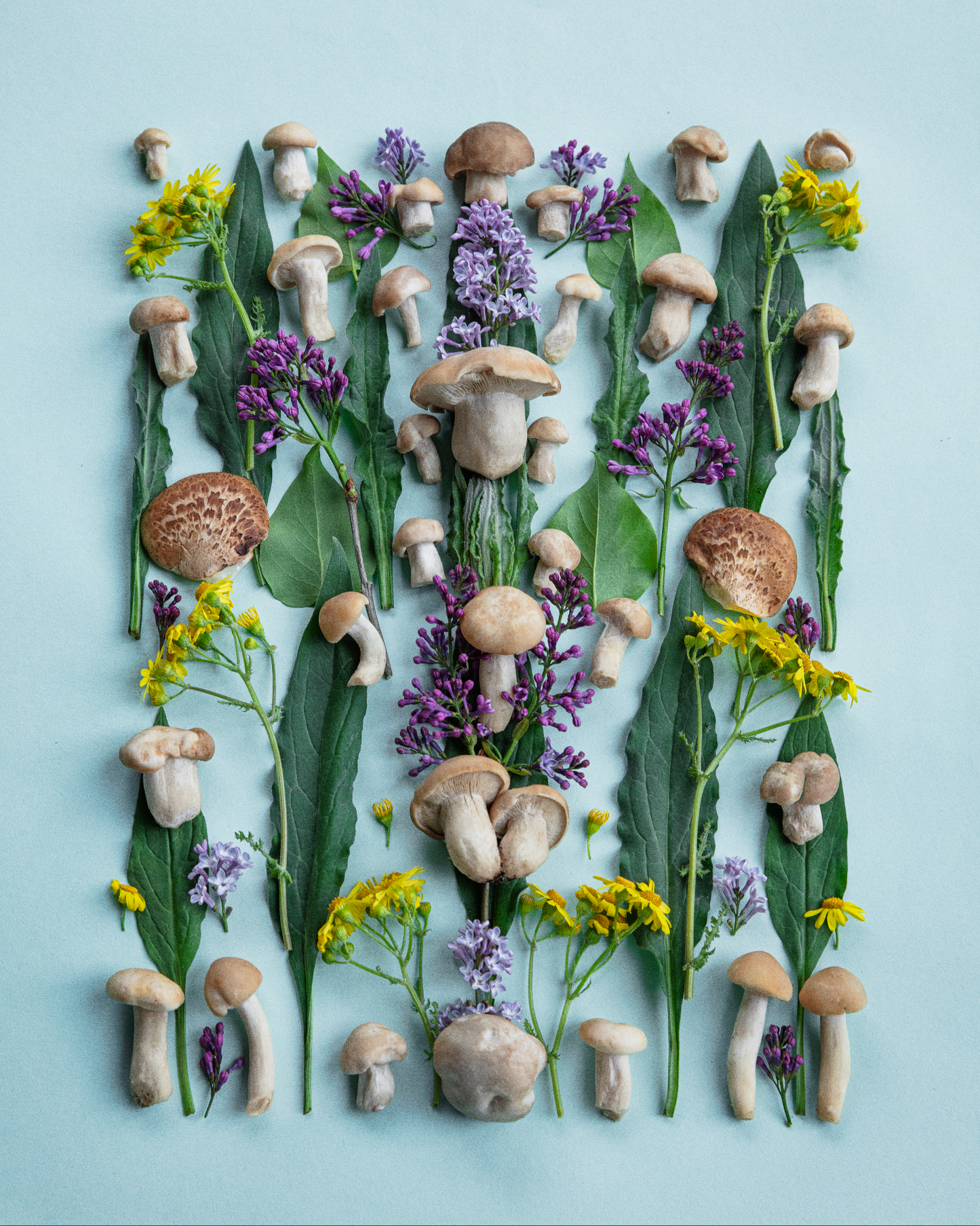 Fineart Print "Maipilze"