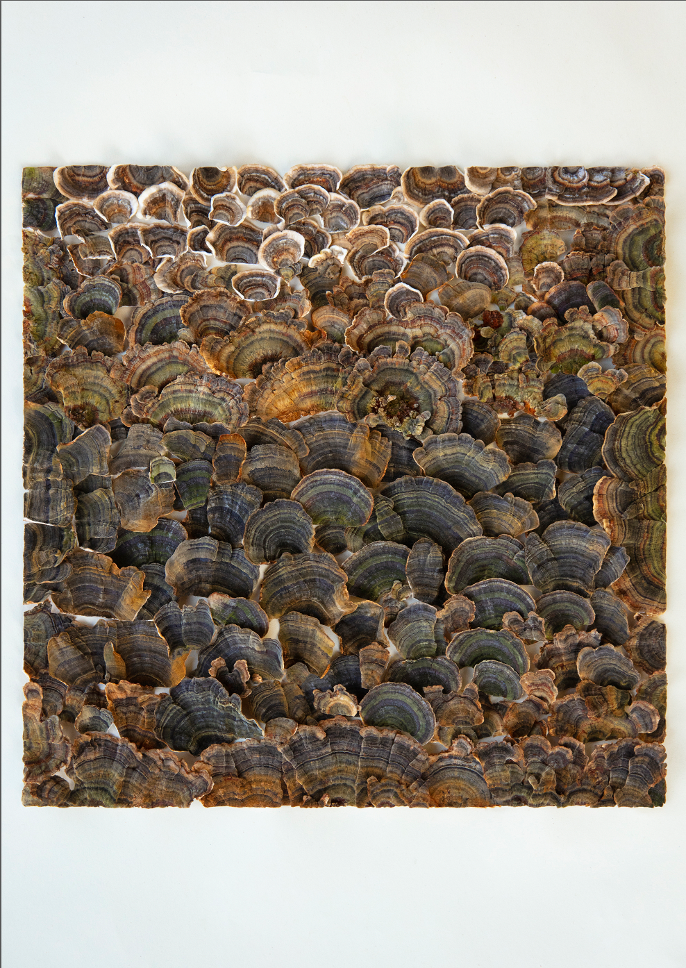 Fineart Print "TurkeyTail"