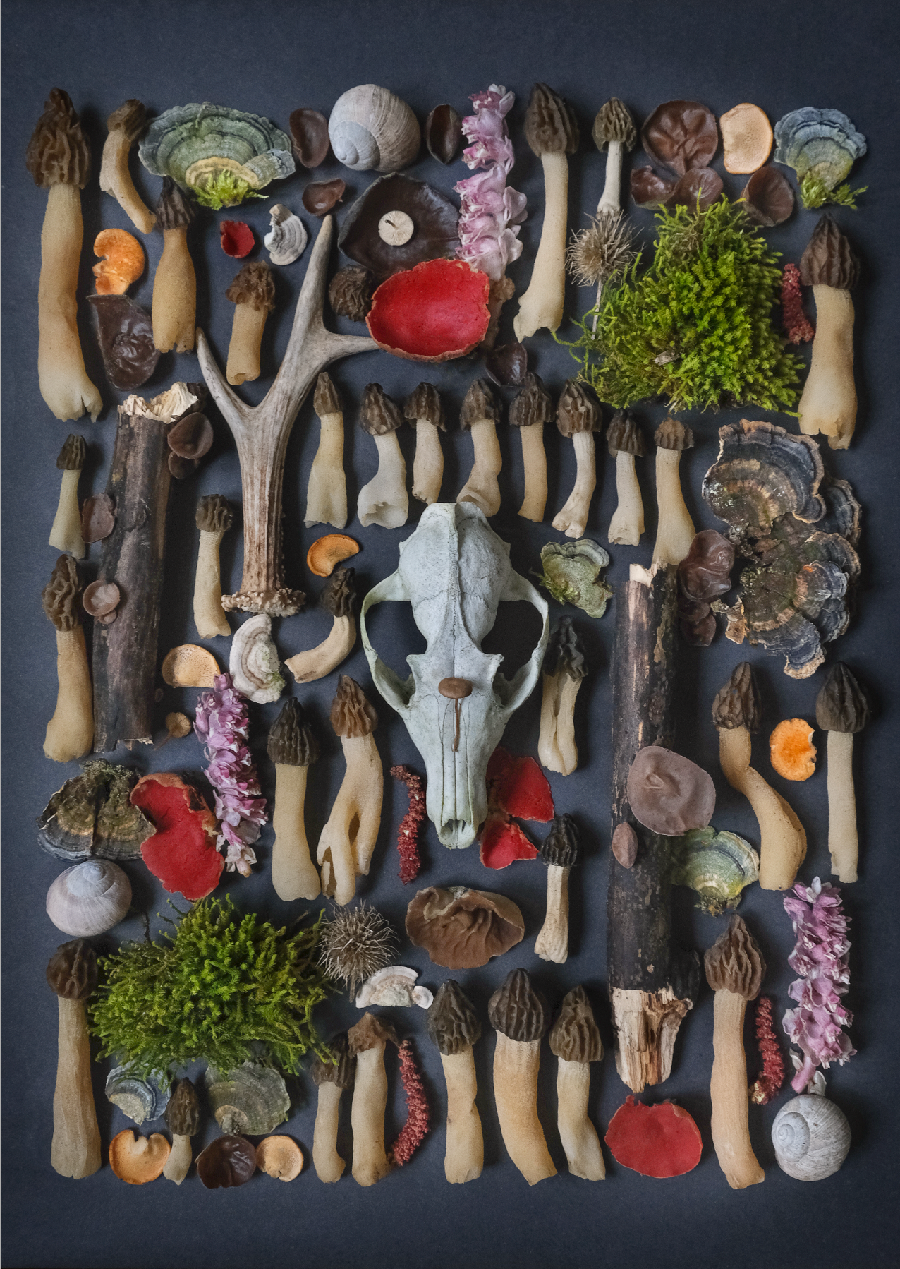 Fineart Print "MORCHEL1"