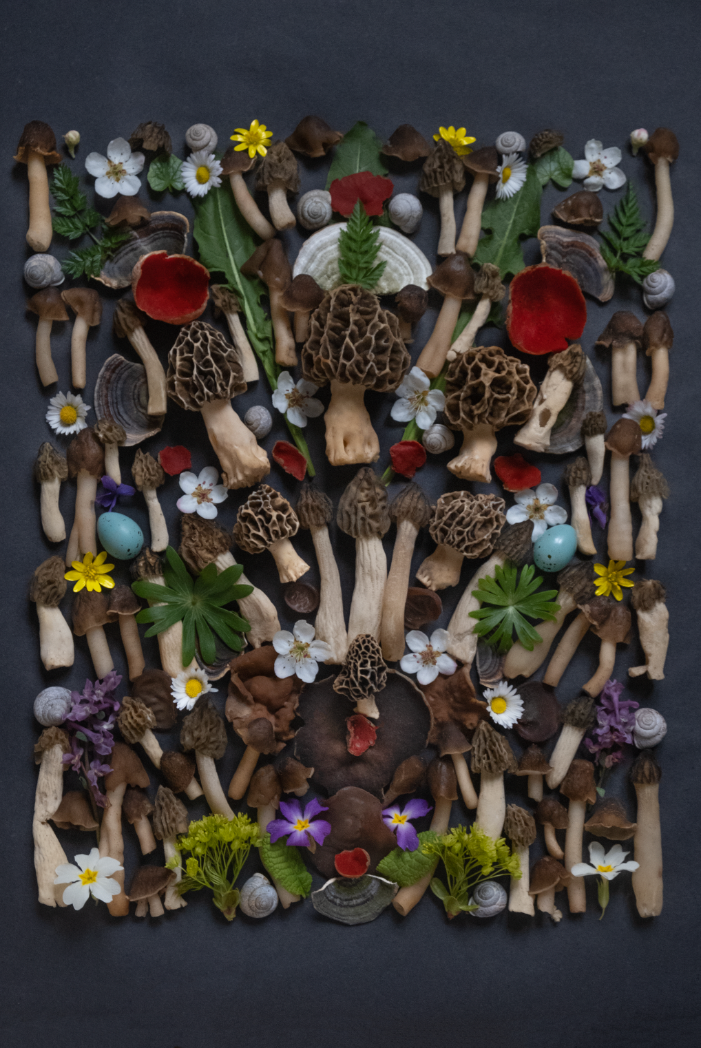 Fineart Print "MORCHEL2"