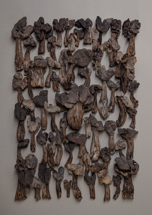 Finart Print "Lorcheln"