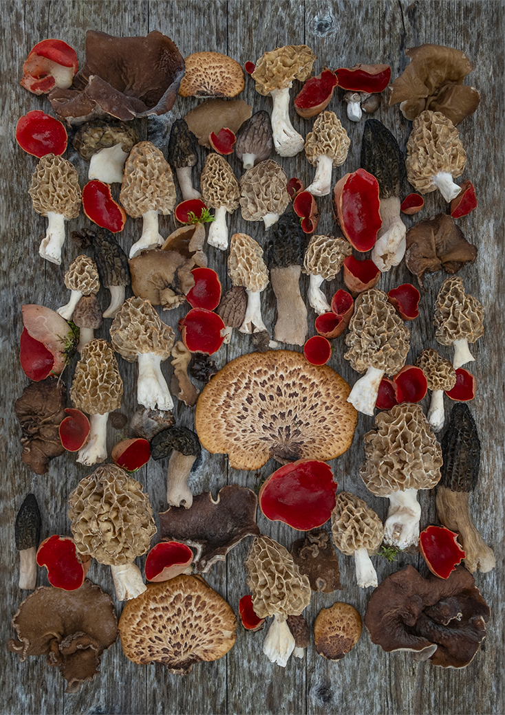 Finart Print "MICA_Morels"