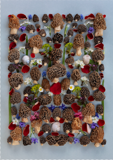 Finart Print "MORCHEL_FLATLAY_3_24"