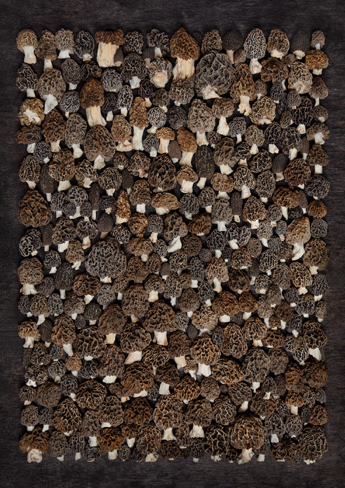 Finart Print "MORCHEL3000"