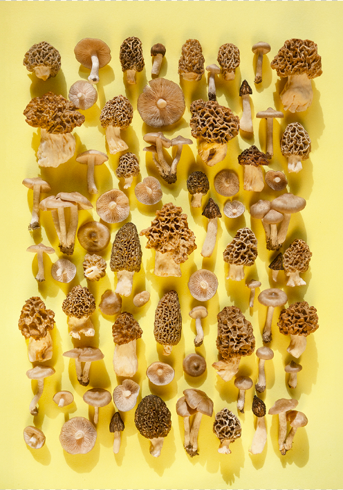 Finart Print "MORCHELRÖTLINGE"