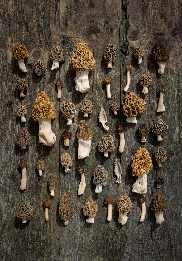 Finart Print "MORCHELWOOD"