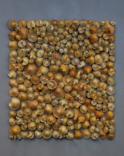 Fineart Print "8.8 Frosties"