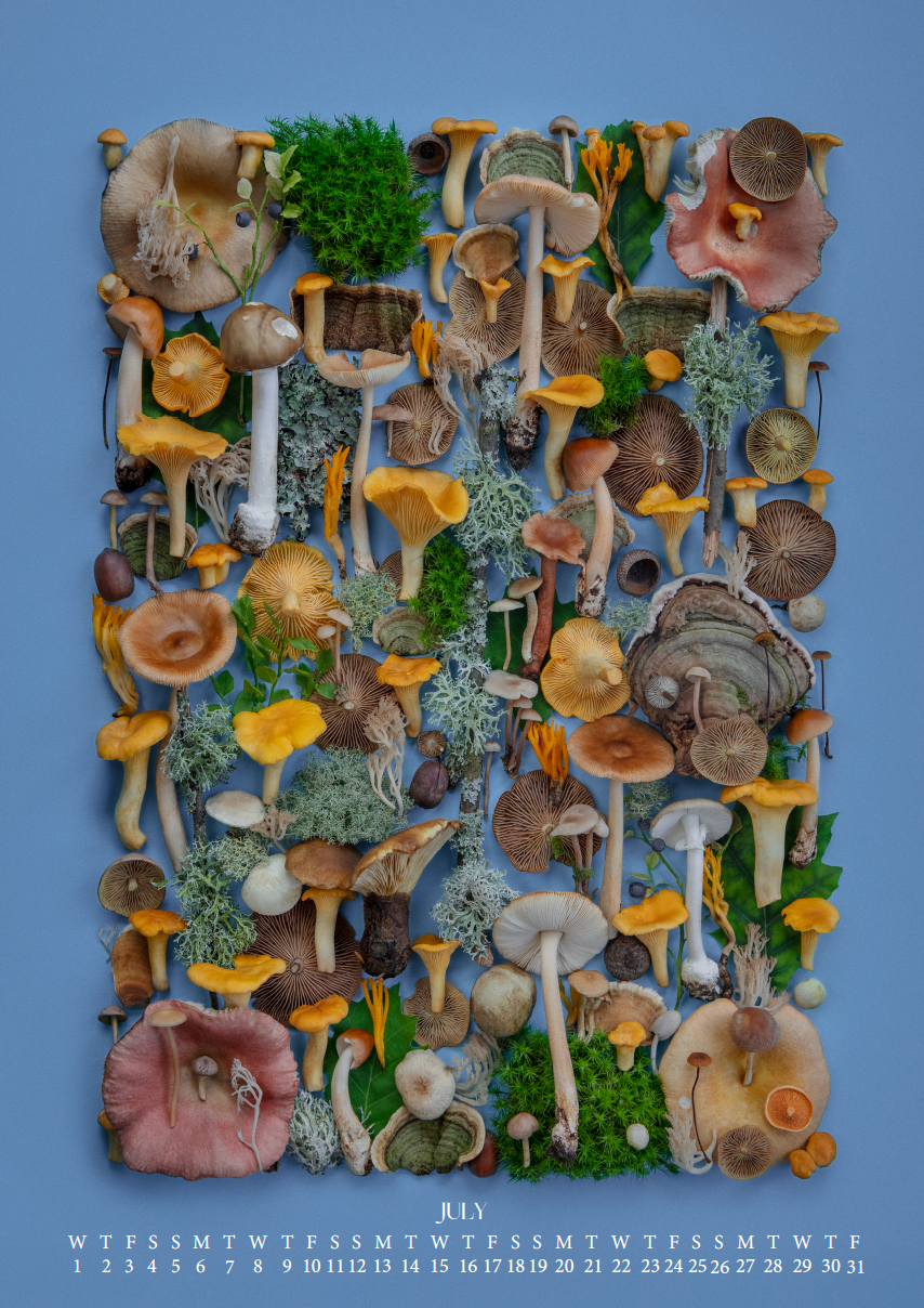 Fineart Kalender 2026