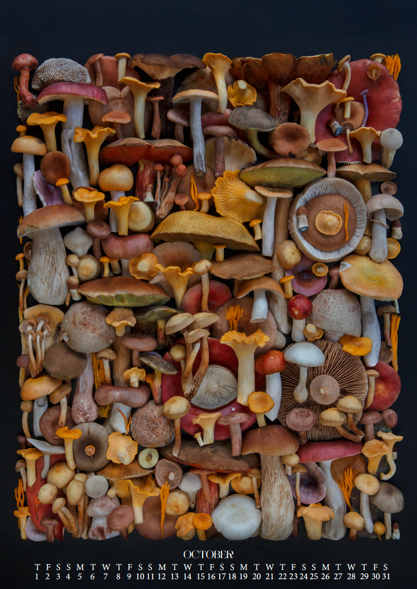 Fineart Kalender 2026