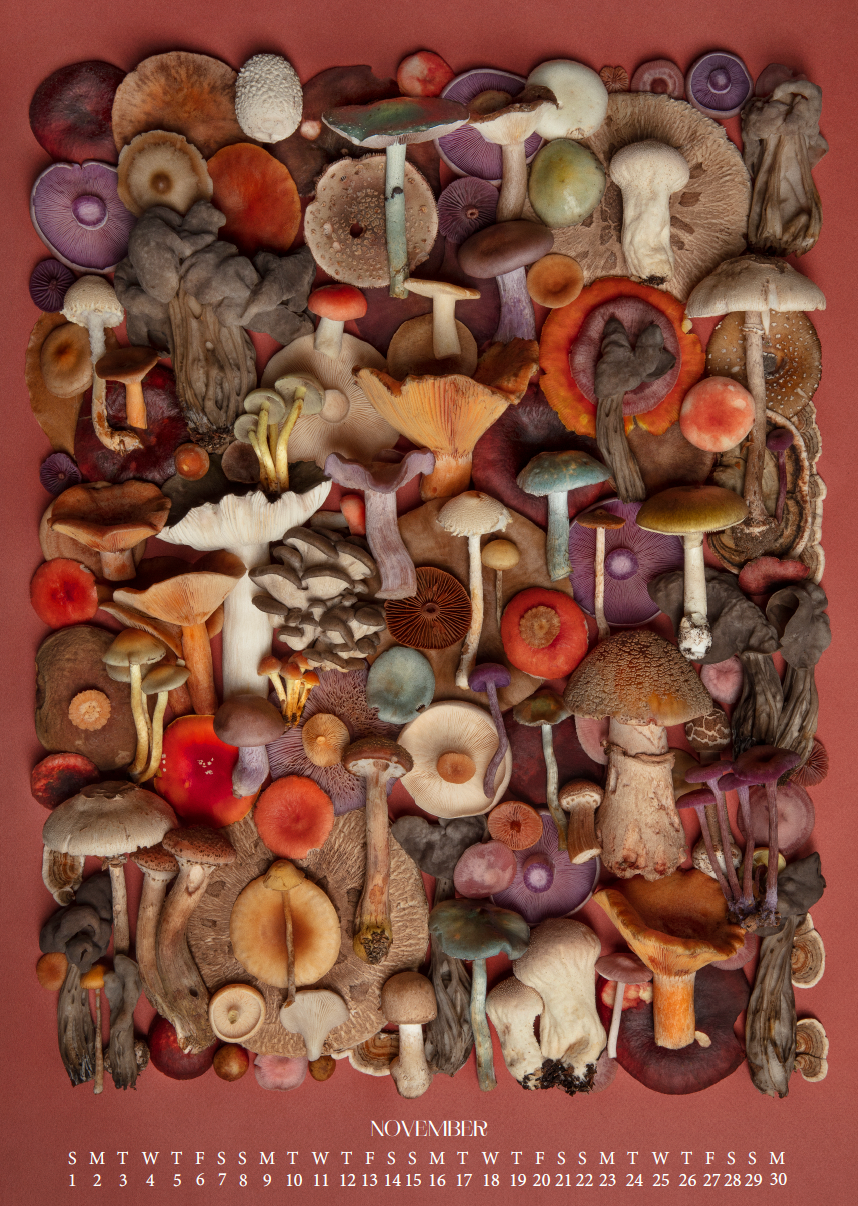 Fineart Kalender 2026