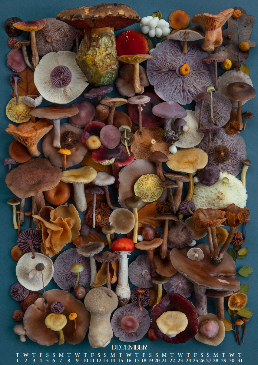 Fineart Kalender 2026