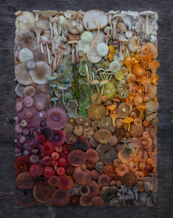 Fineart Print Grande Finale 98