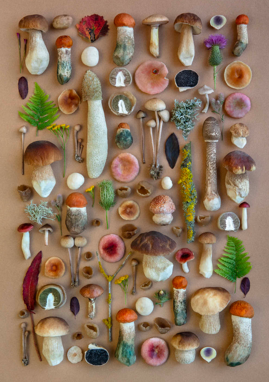 Buch - MUSHROOM FEVER