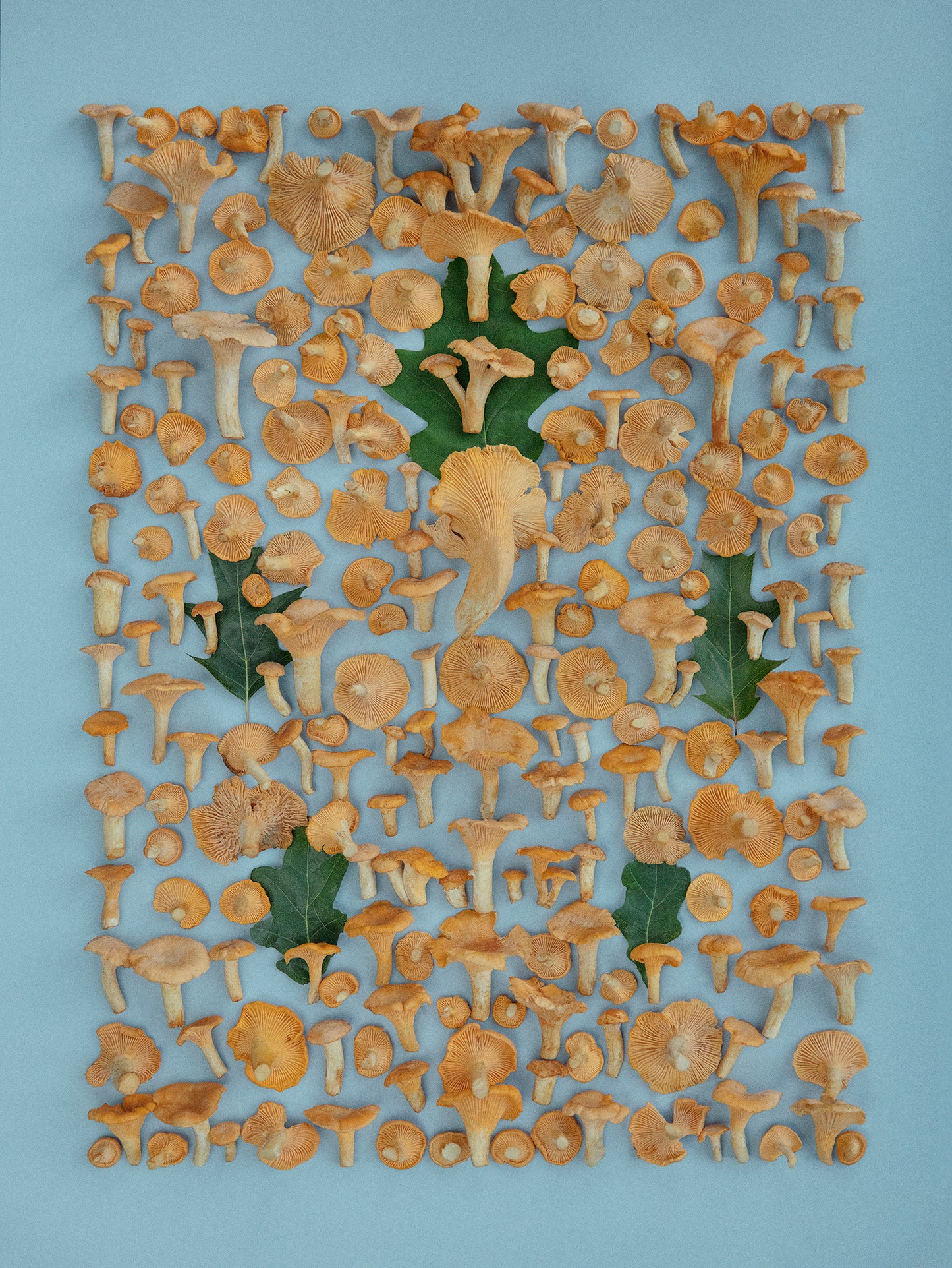 Fineart Print "Chanterelles"