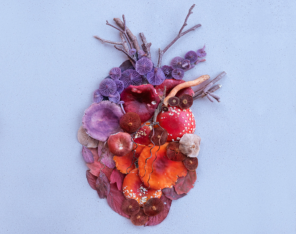 Gutschein für Pilzsammel-Workshop in Berlin 2026