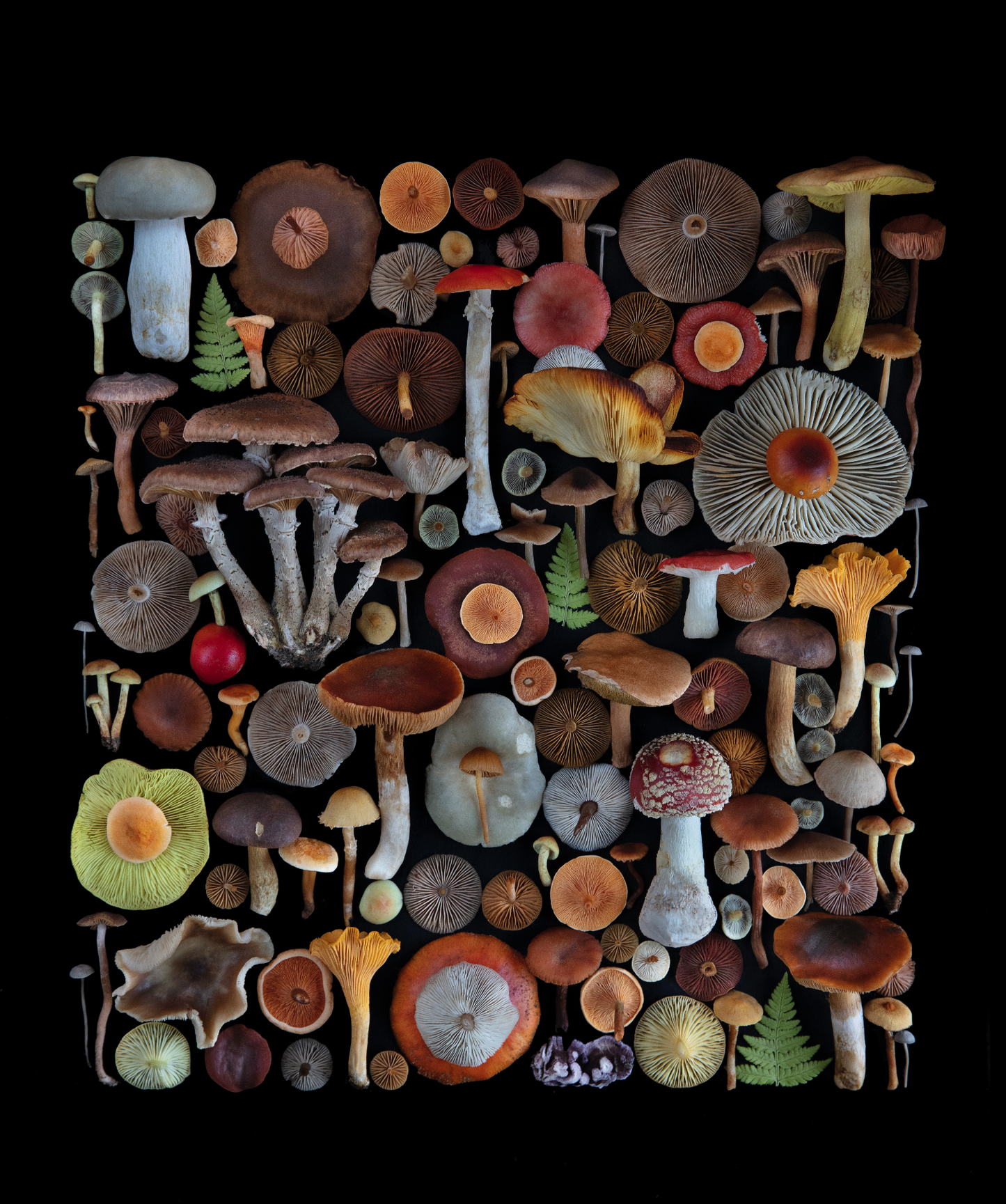 Fineart Print Motiv "W-dorf"