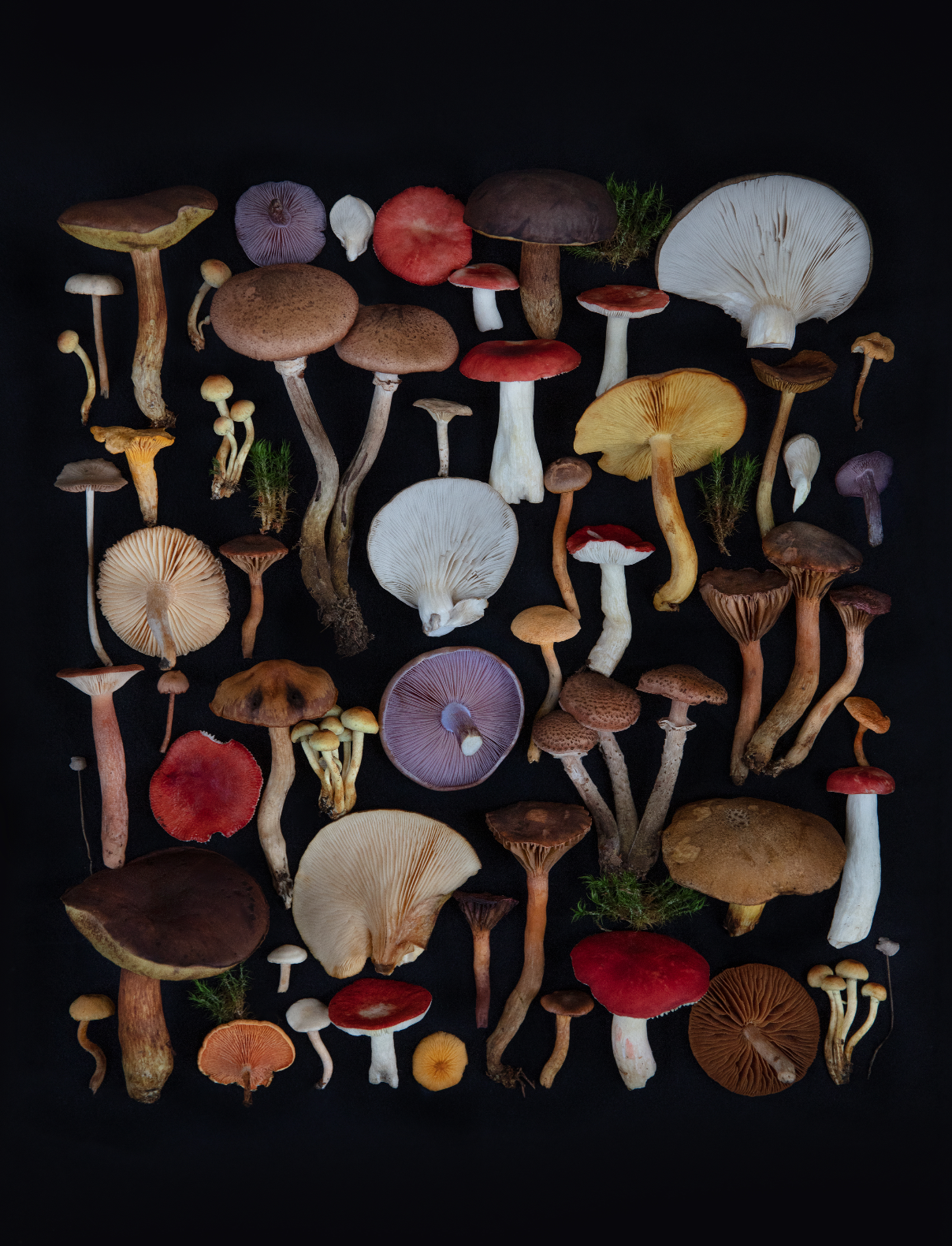 Finart Print "Back to Black"