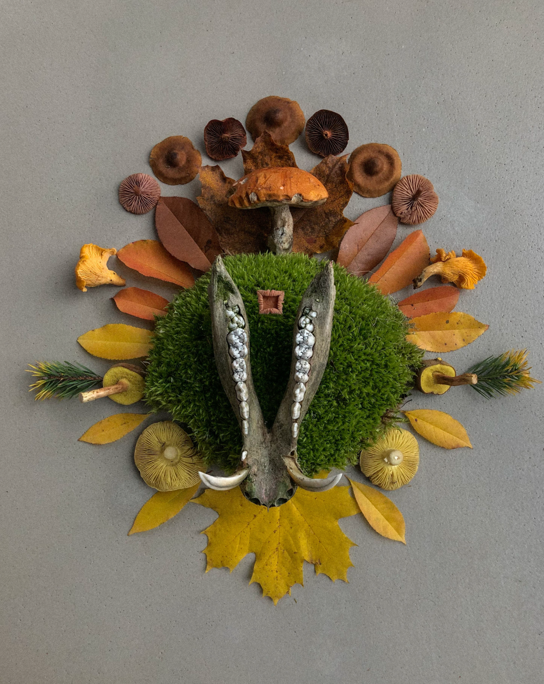 Fineart Print "Boar 2"