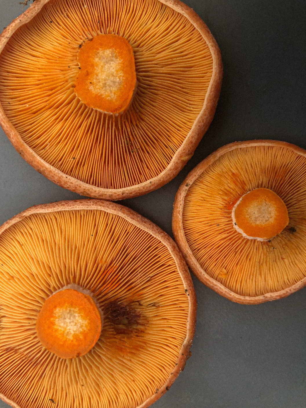 Fineart Print "Orange"