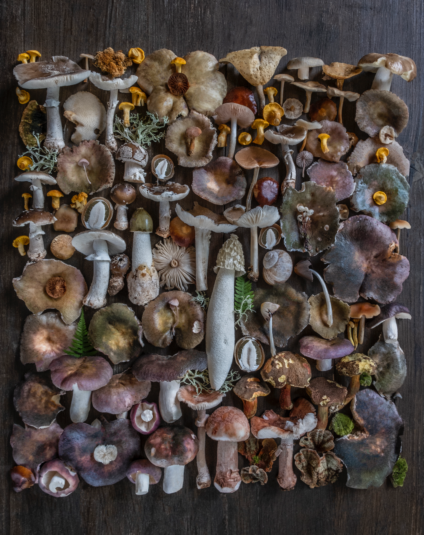 Fineart Print "Rotriss"