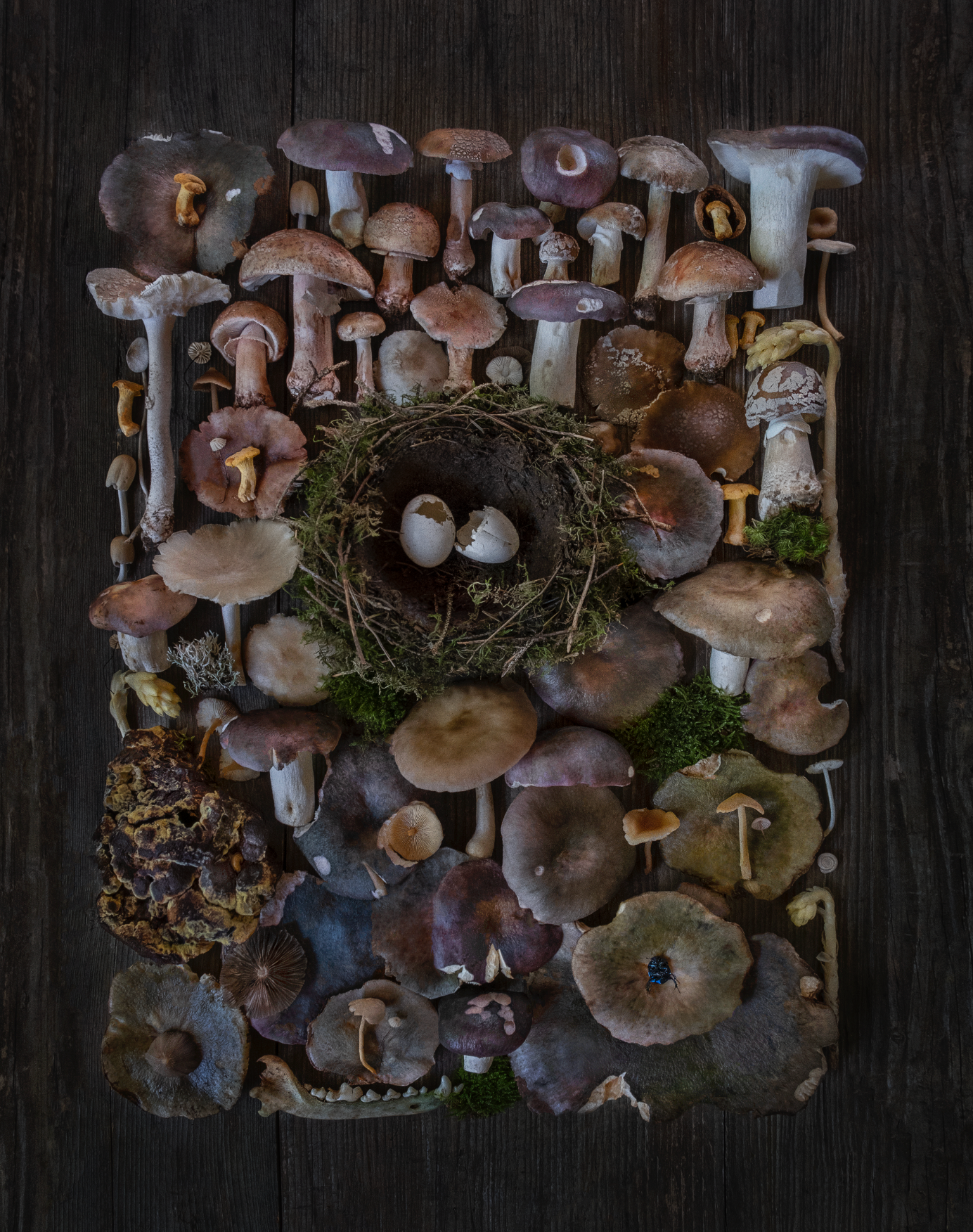 Fineart Print "Schwarzwald"