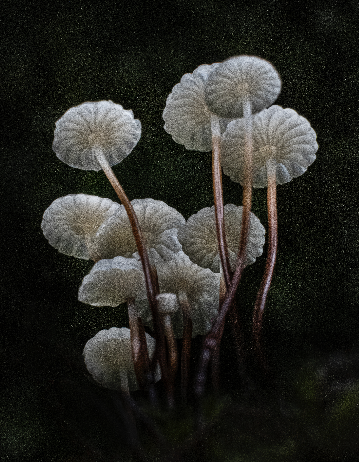 Fineart Print "Halsbandschwindlinge No.1"