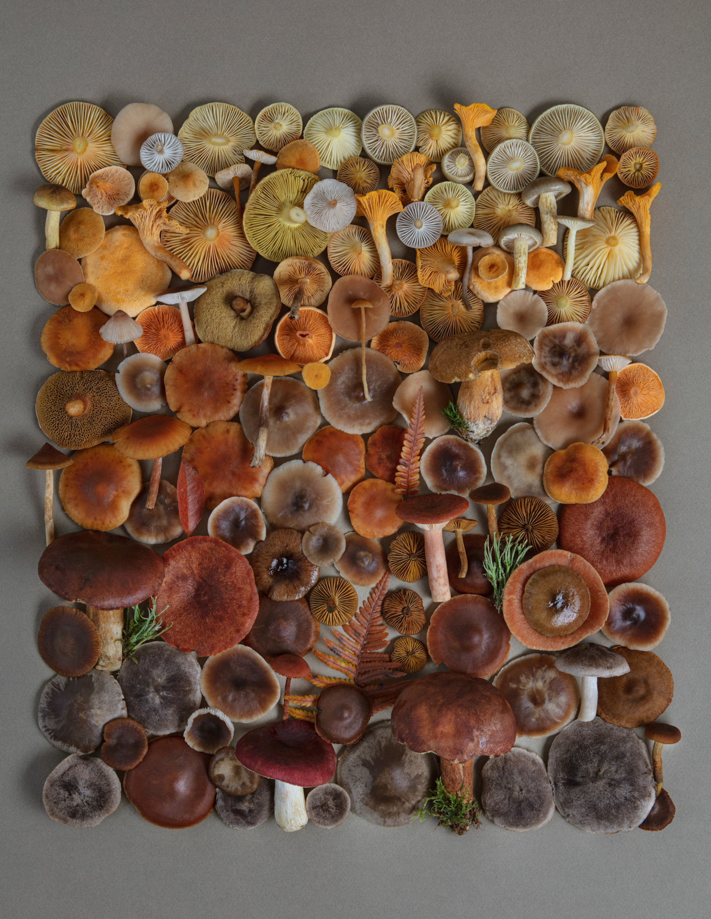 Fineart Print "Yellow Brown"