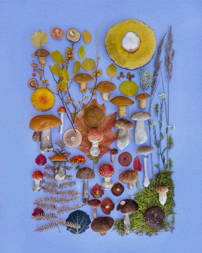 Fineart Print "Autumn Sun"