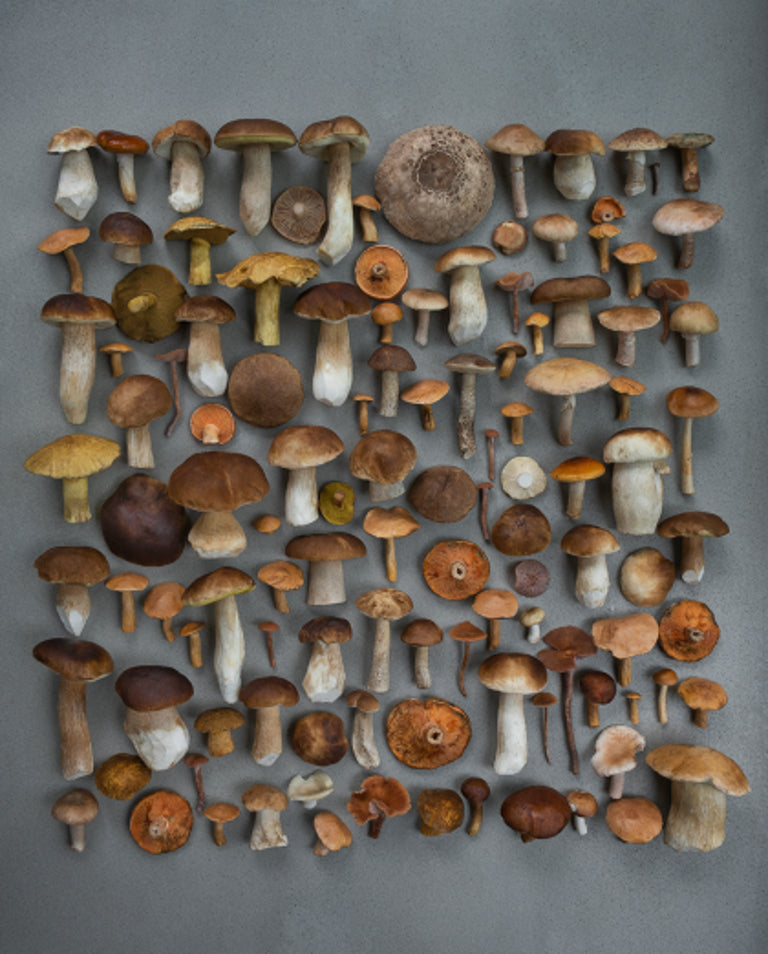 Fineart Print "Steinis Dan"