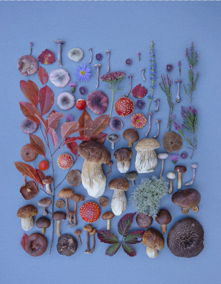 Fineart Print "Autumn Fade Out"