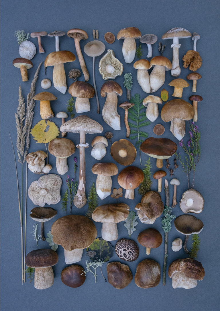 Fineart Print "Blue Boletes"