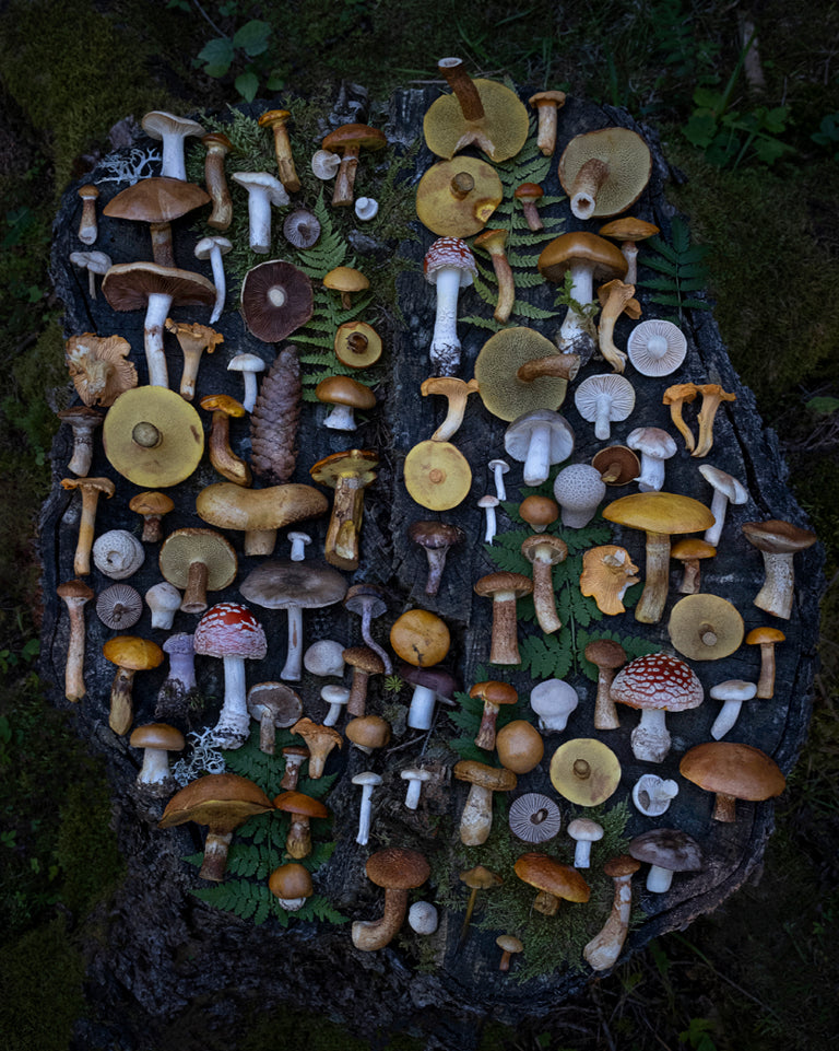 Fineart Print "Vintschgau"