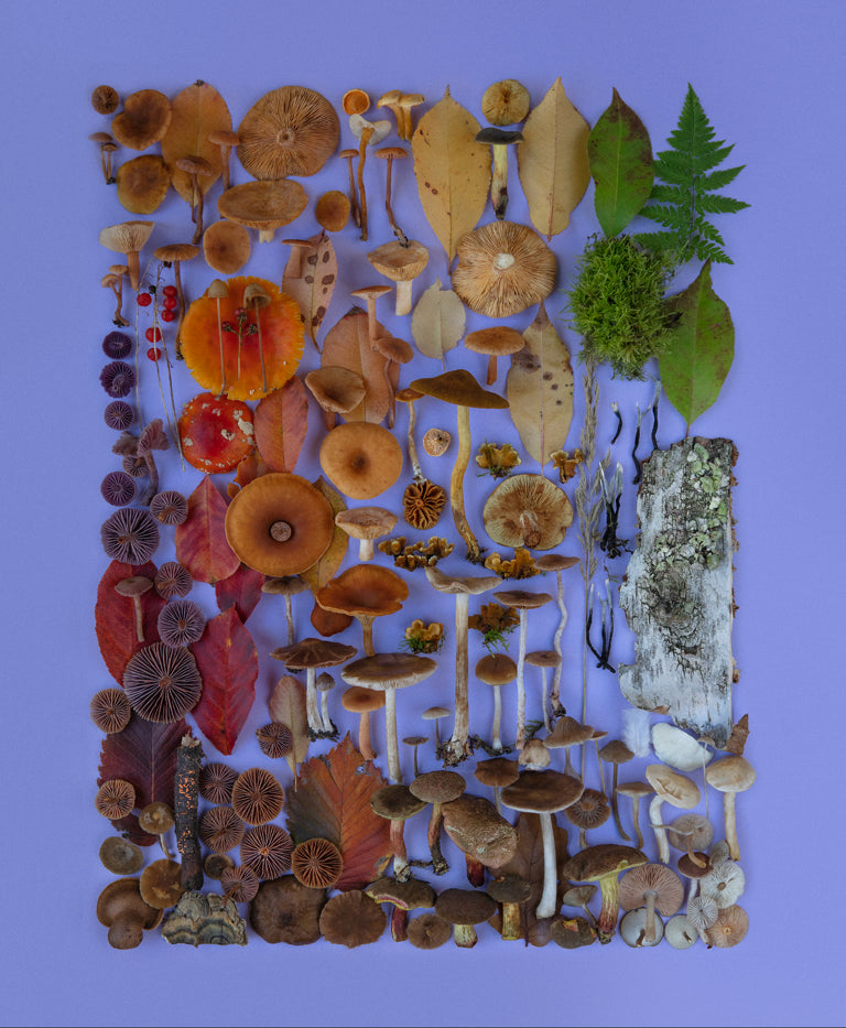 Flatlay "Purple Rain"