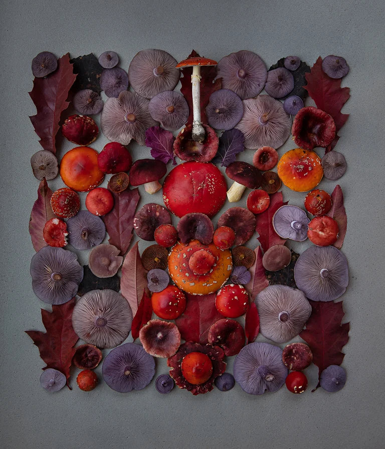 Fineart Print "Purple Amanita"