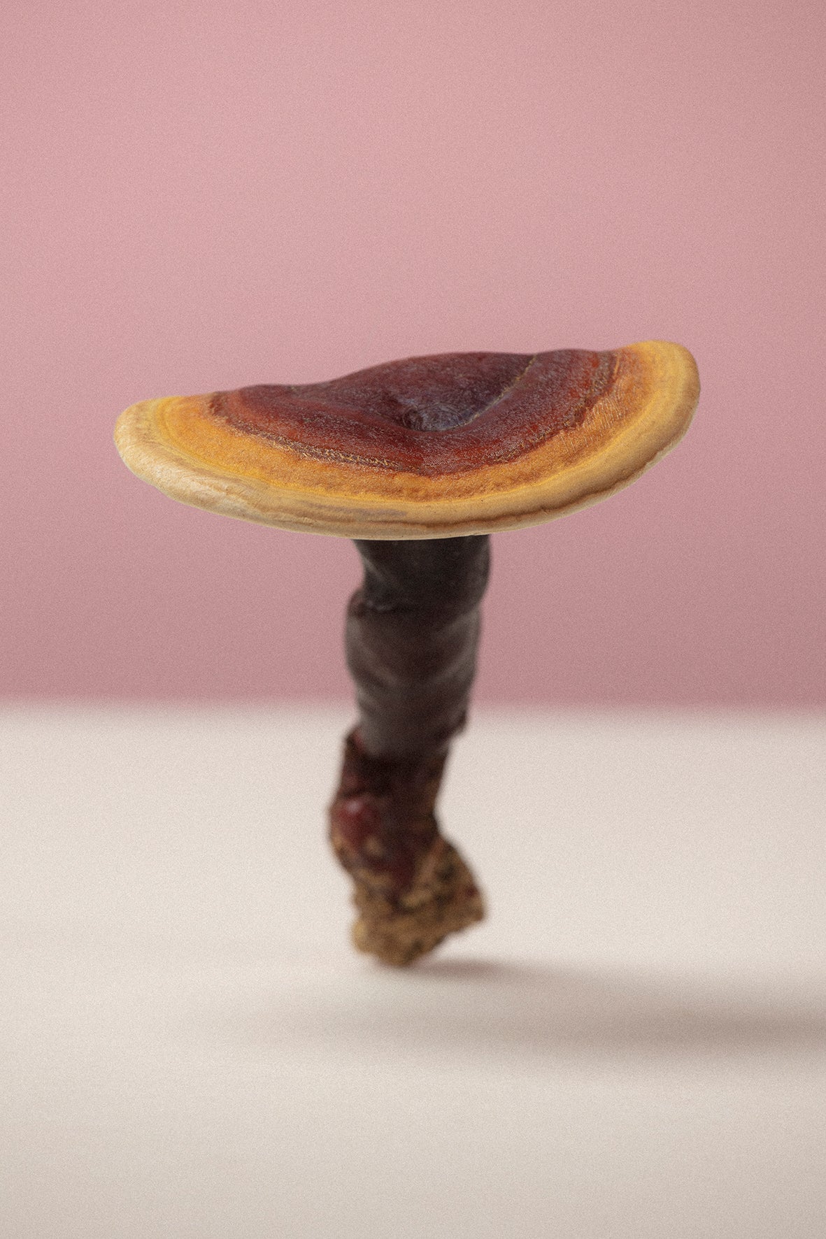 re:LAX - Kakao mit Reishi