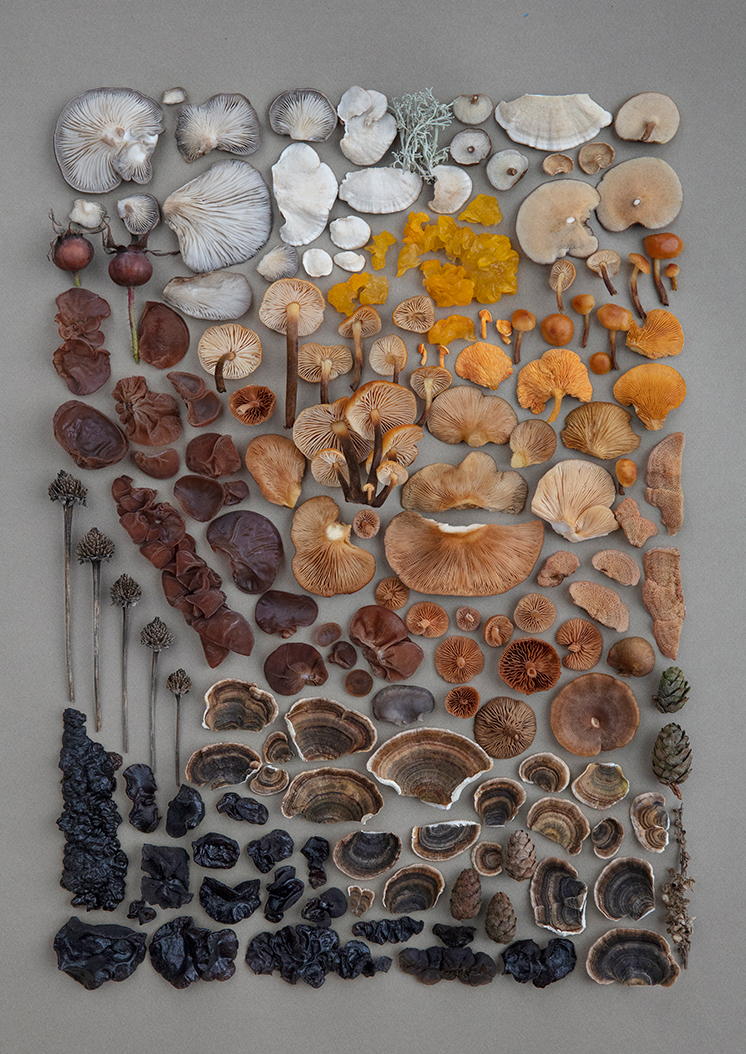 Fineart Print "Winter Mushrooms"