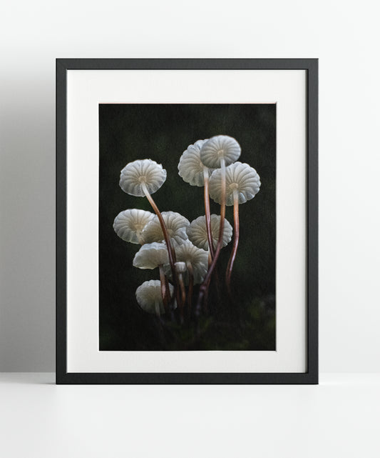 Fineart Print "Halsbandschwindlinge No.1"