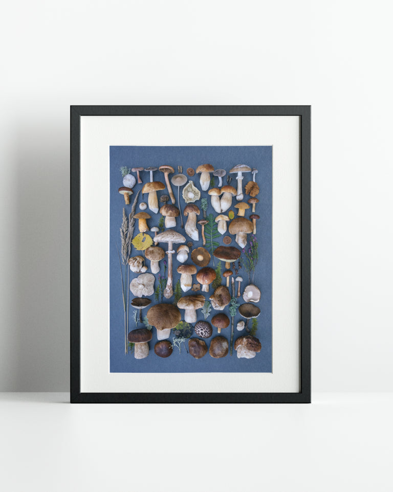 Fineart Print "Blue Boletes"