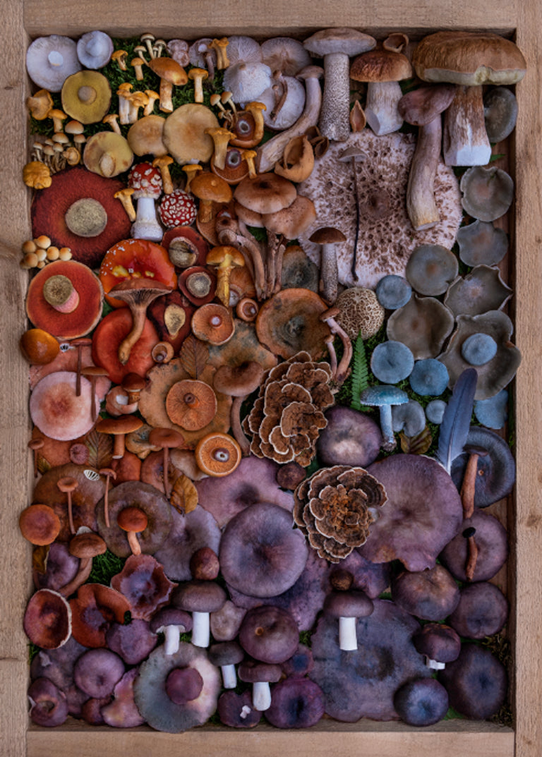 Fineart Print "Superfading"
